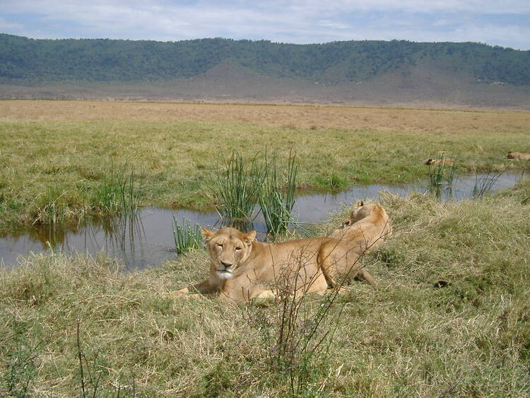 lionesses at ngorongoro