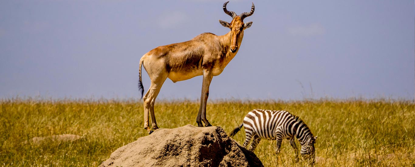 antelope on an anthill