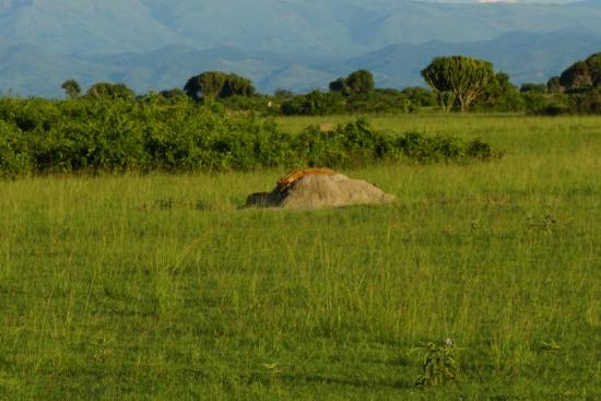Kyambura-Wildlife-Reserve (1)