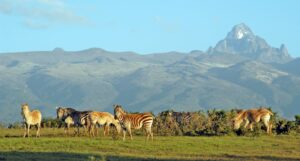 zebras at the base of mt kenya
