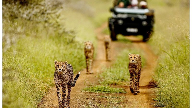cheetahs walking before a tour van