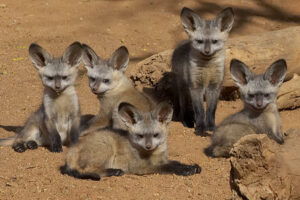 bat-eared foxes