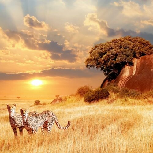 cheetahs_in_the_african_savanna_against_the_backdrop_of_beautiful_sunset._serengeti_national_park