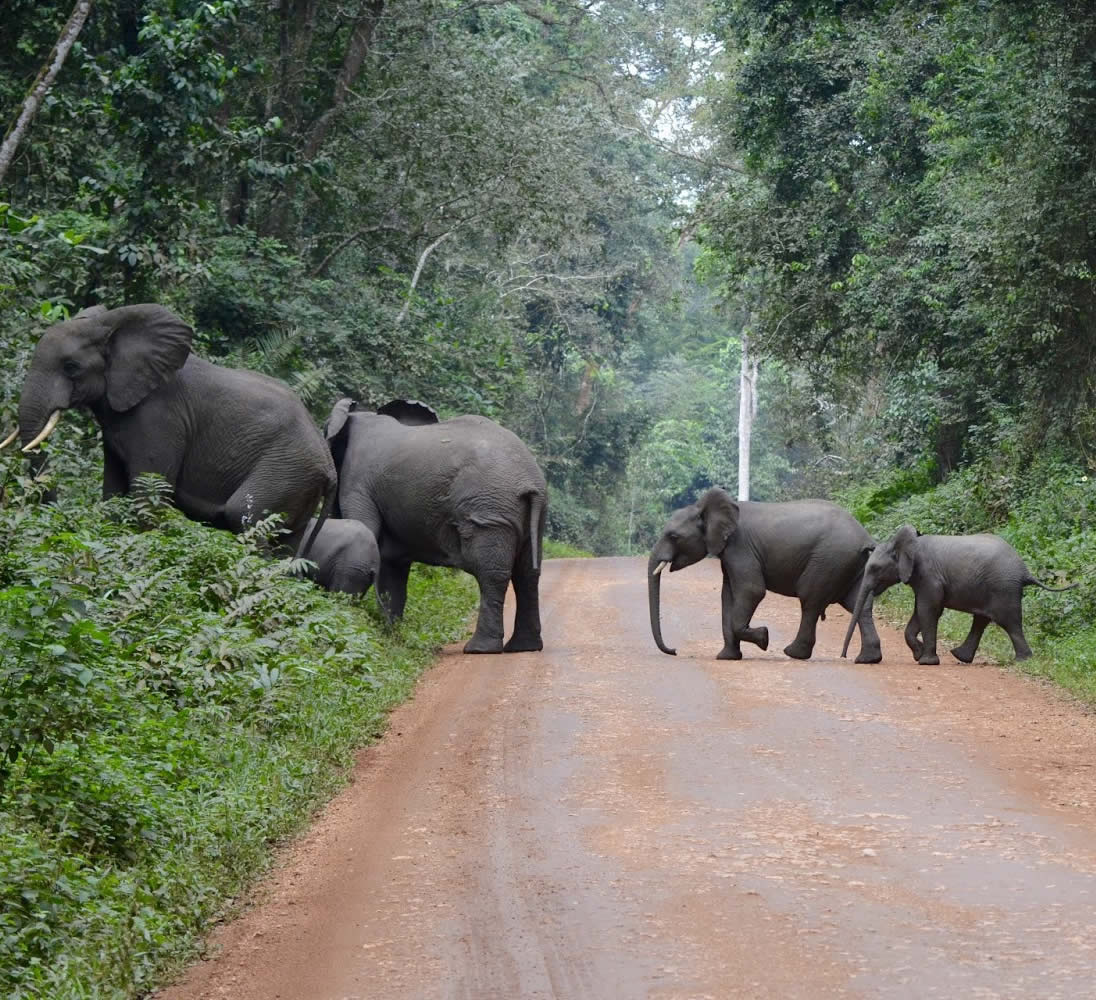 elephants crossing the road at Kibale
