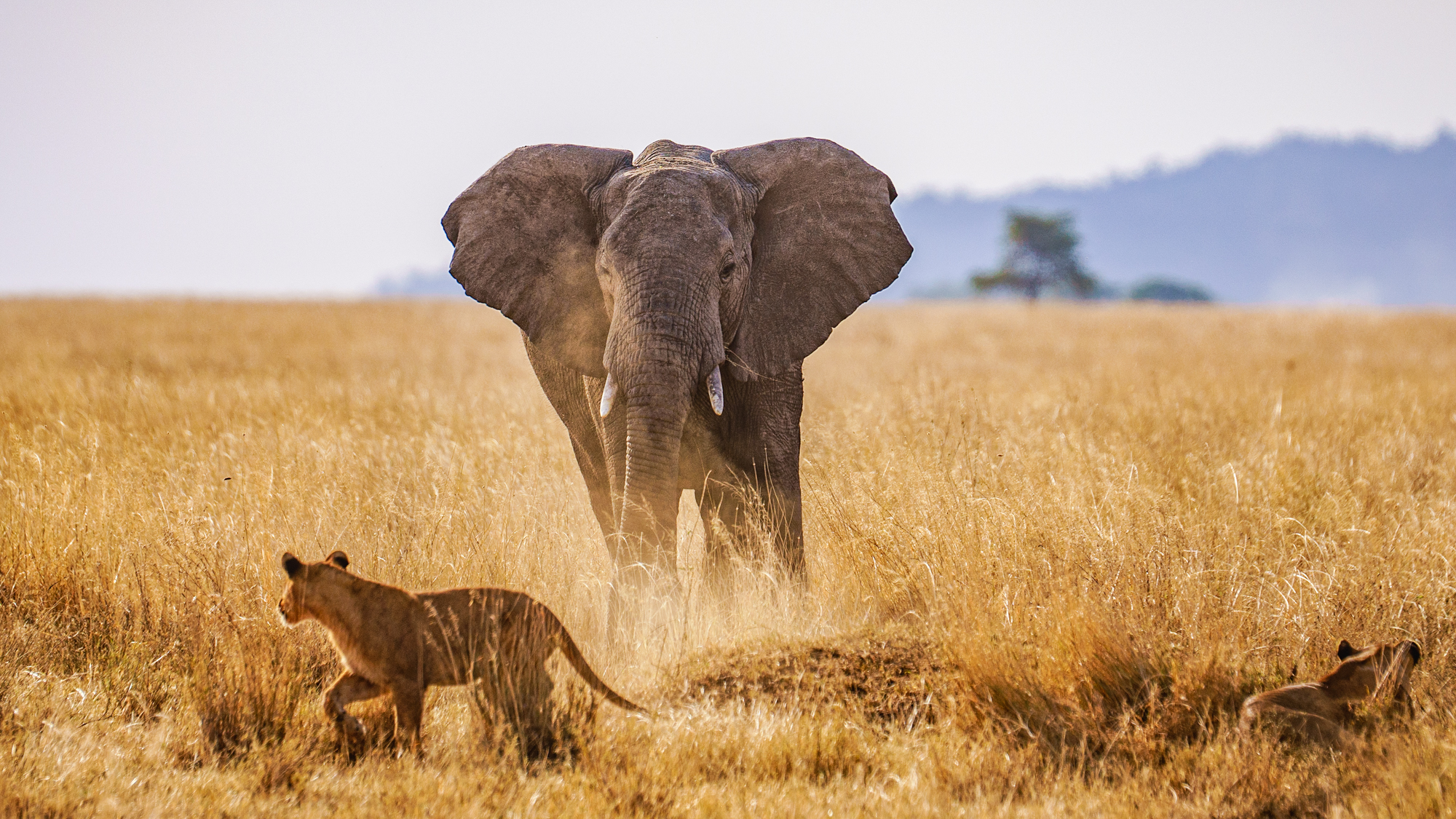 elephant charging towards a lioness
