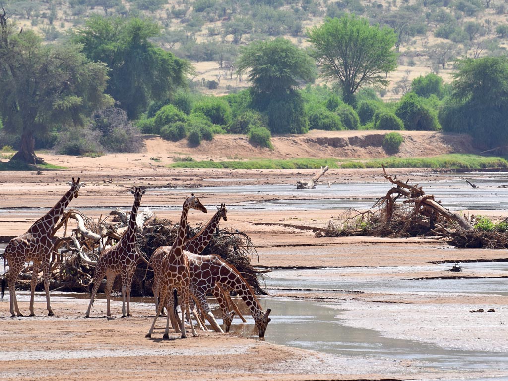 featured giraffes Shaba