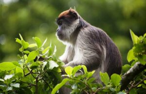 kibale-red-tail-monkeys