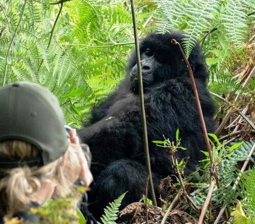 tourist photographing gorilla