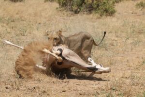 a lioness attacking an antelope