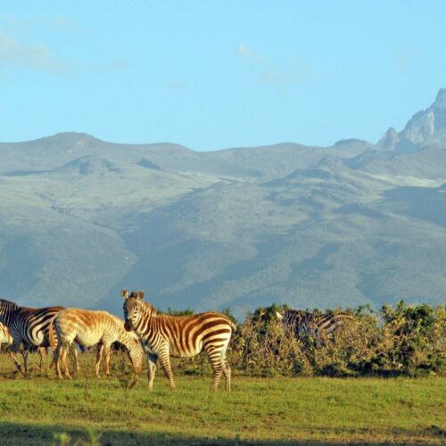 zebras at the base of mt kenya