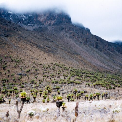 mt kenya peaks