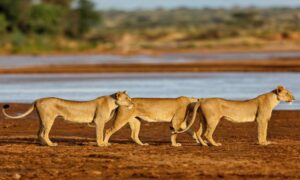 Shaba-National-Reserve-Lionesses