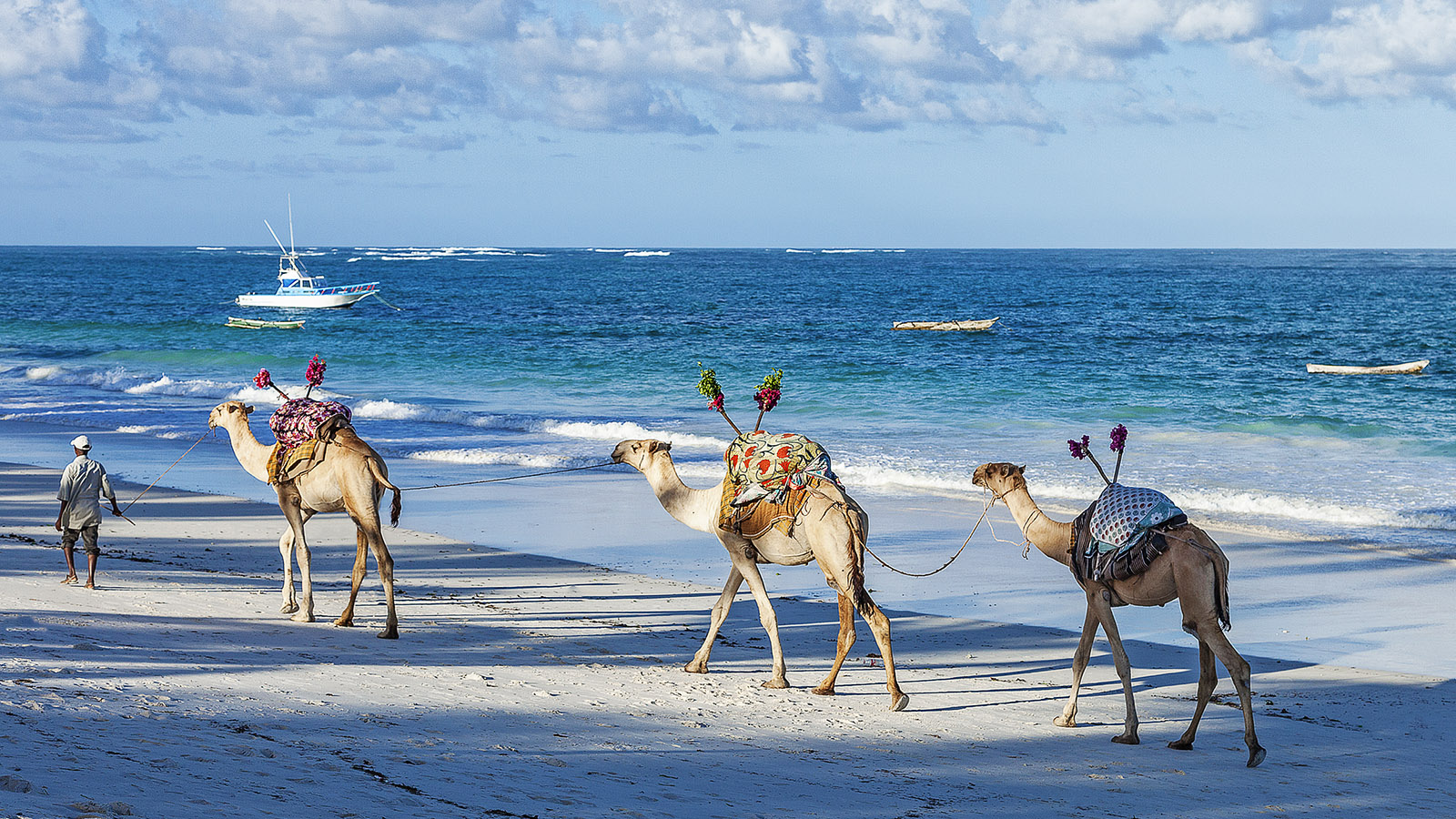 camels-on-the-beach