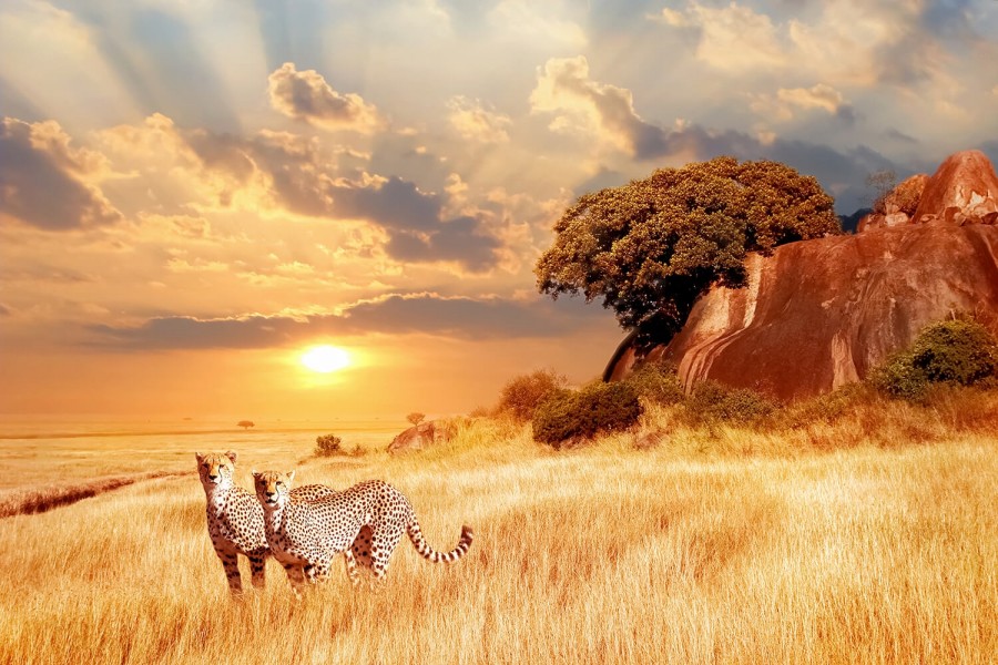 cheetahs_in_the_african_savanna_against_the_backdrop_of_beautiful_sunset._serengeti_national_park
