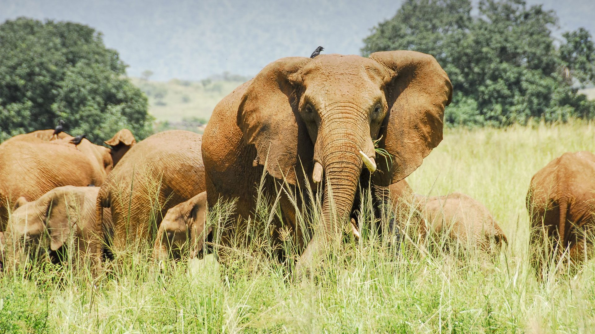 elephant-on-the-plains-kidepo-valley-national-park