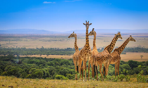 giraffes