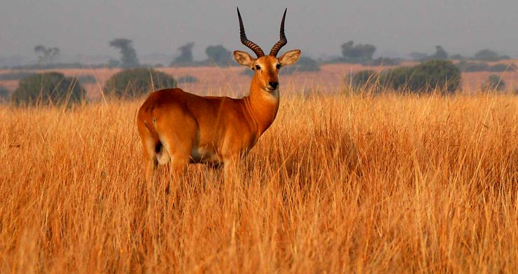 katonga antelopes