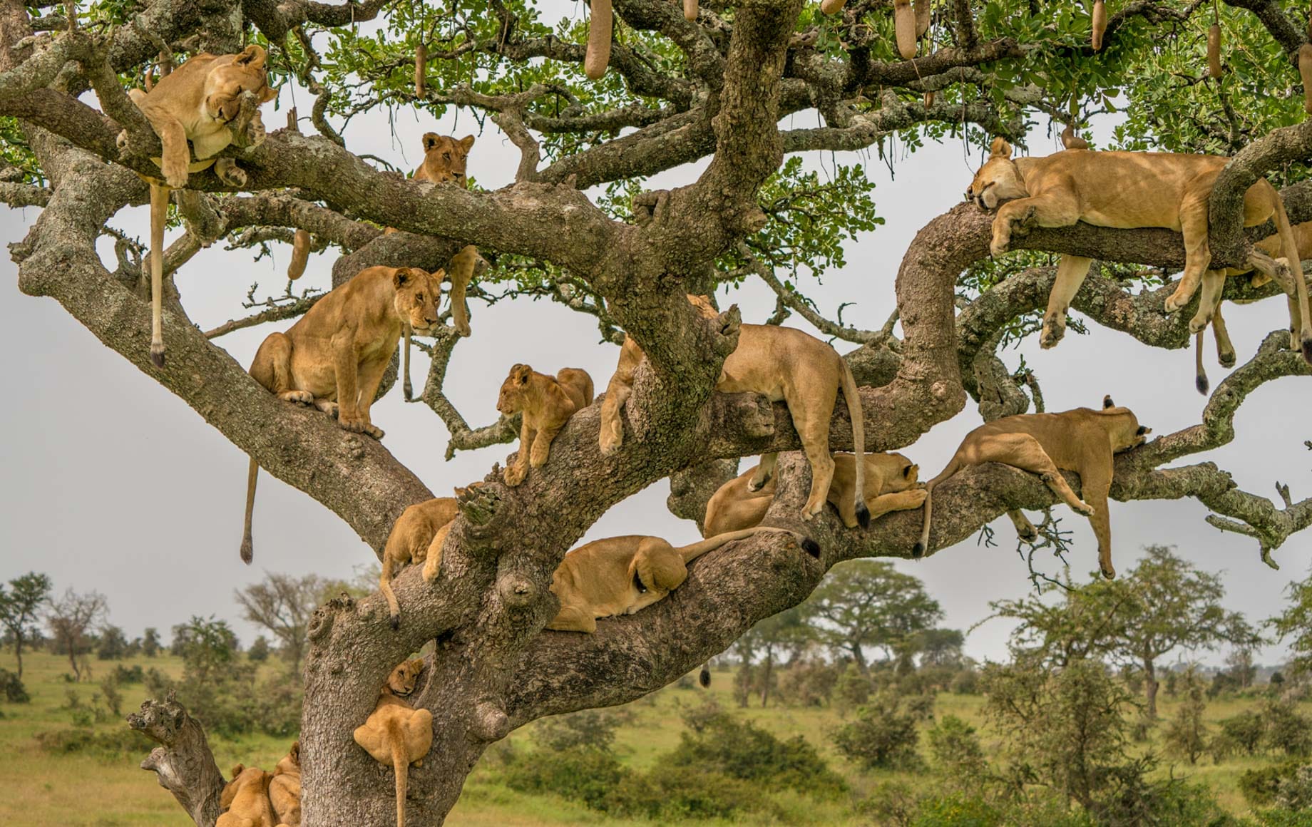 lionesses hanging out on a tree