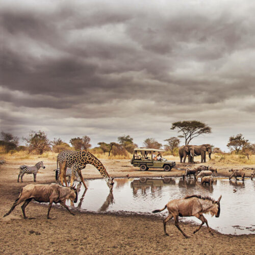 wildlife at a watering hole
