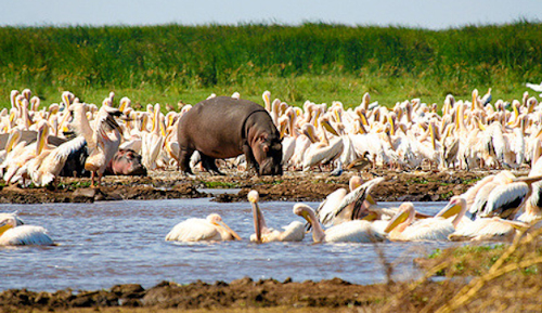 Lake-Manyara hipo and pelicans
