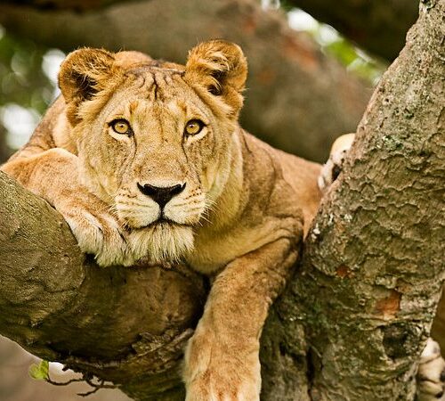 lioness peeping from a tree