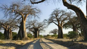 baobab-trees-ruaha