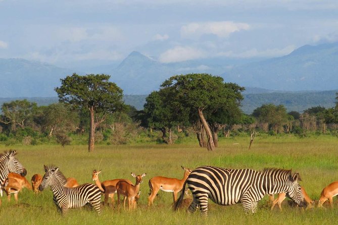 gazelles and zebras grazing