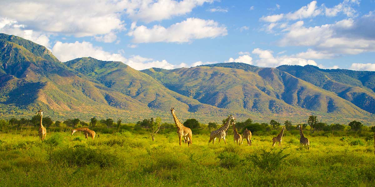 giraffes with hills in the background