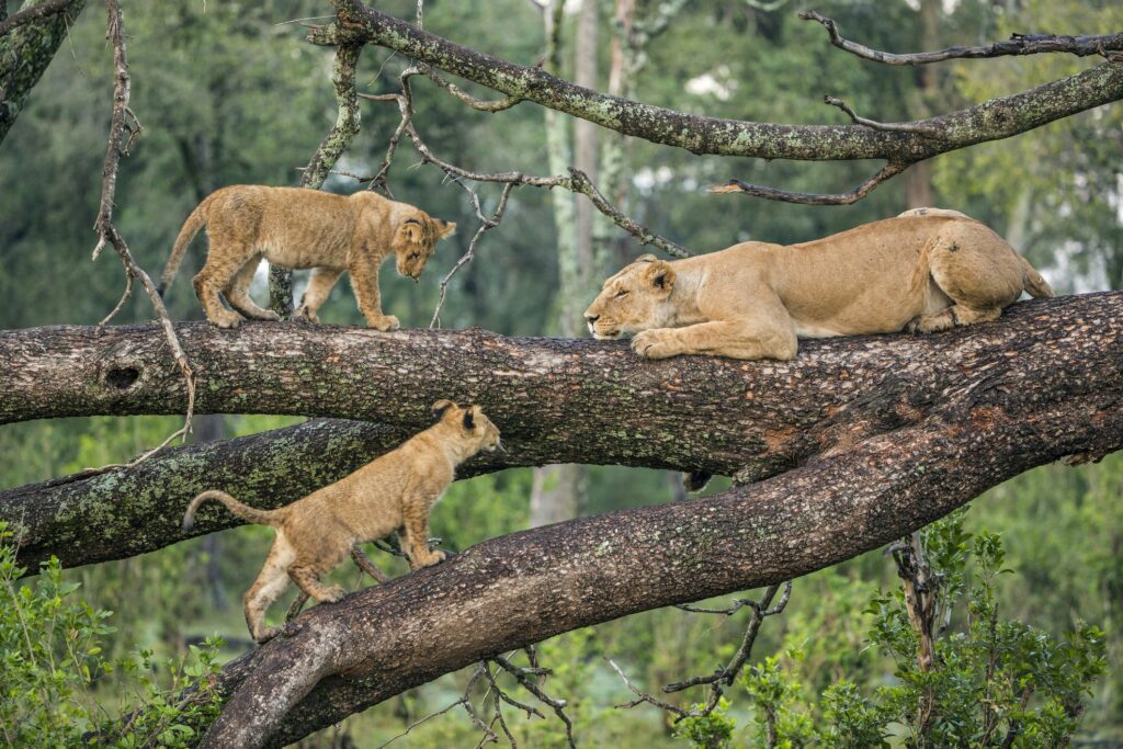 lioness and cubs on tree branches
