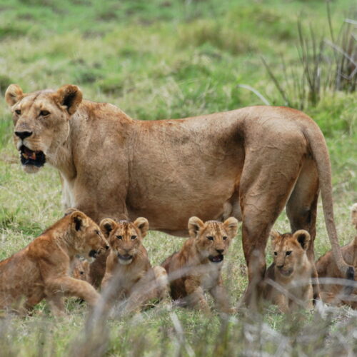 lioness and cubs roaring