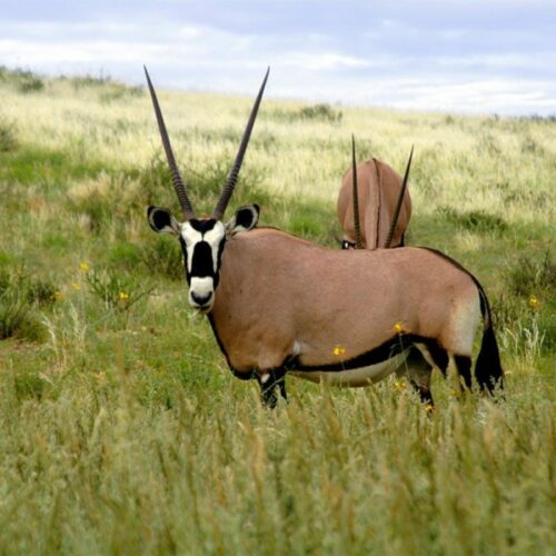 oryx-mkomazi-national-park
