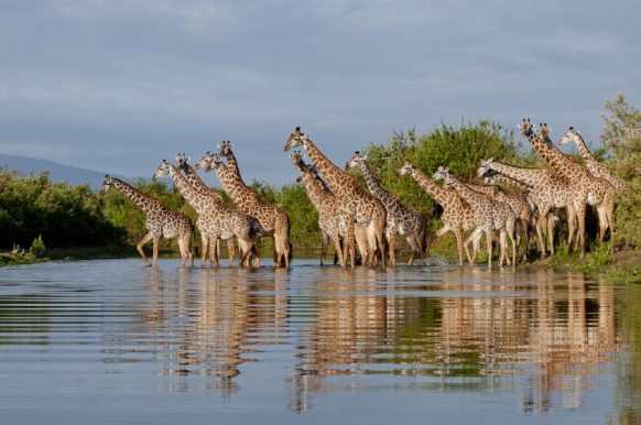 selous-game-reserve-giraffes
